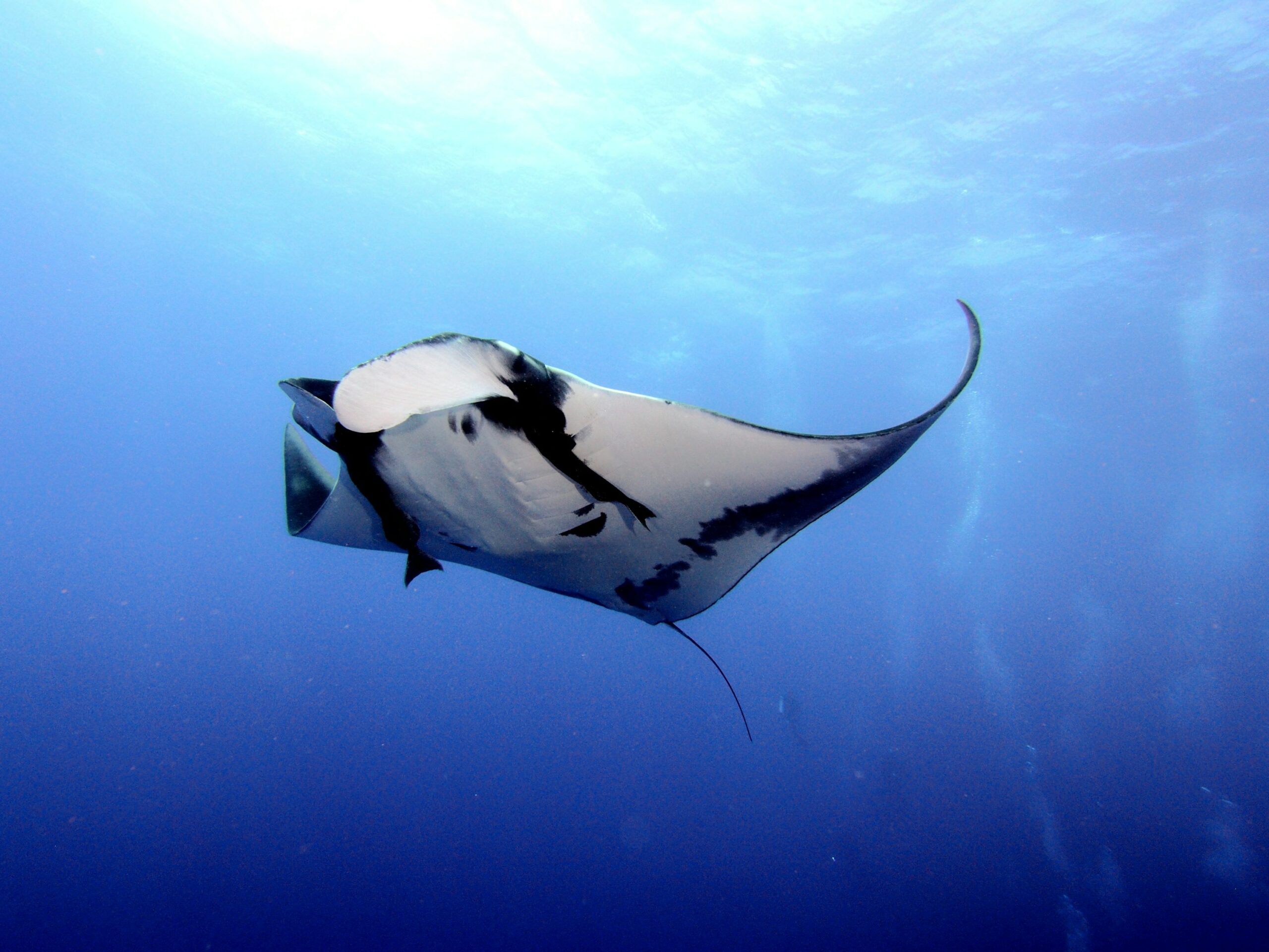 MANTA